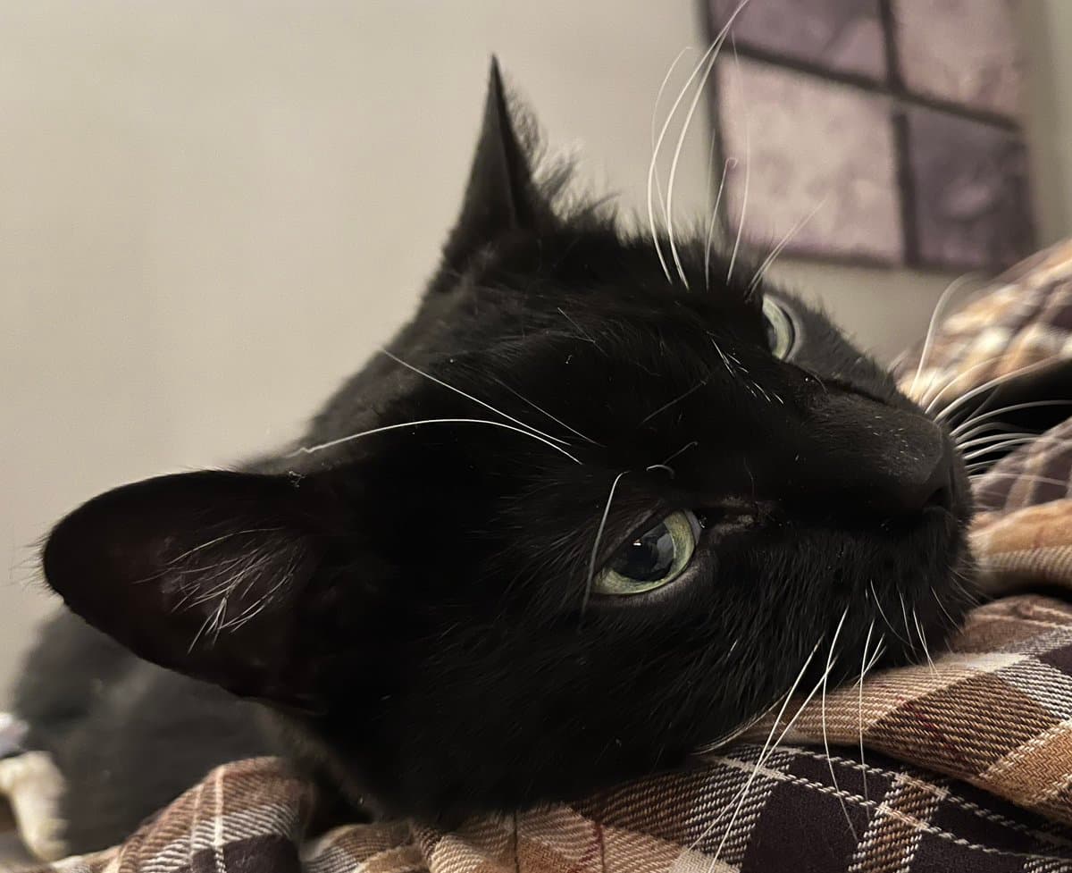 A close-up photograph of a black cat with green eyes resting its head on a brown and white plaid blanket. The cat is looking slightly to the side with a calm expression.