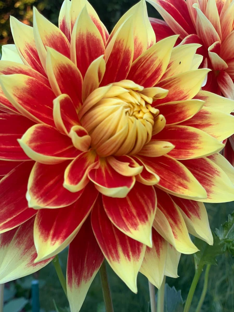 A close-up photograph of a large dahlia flower with petals that are yellow at the tips and deep red at the base, set against a blurred green background.