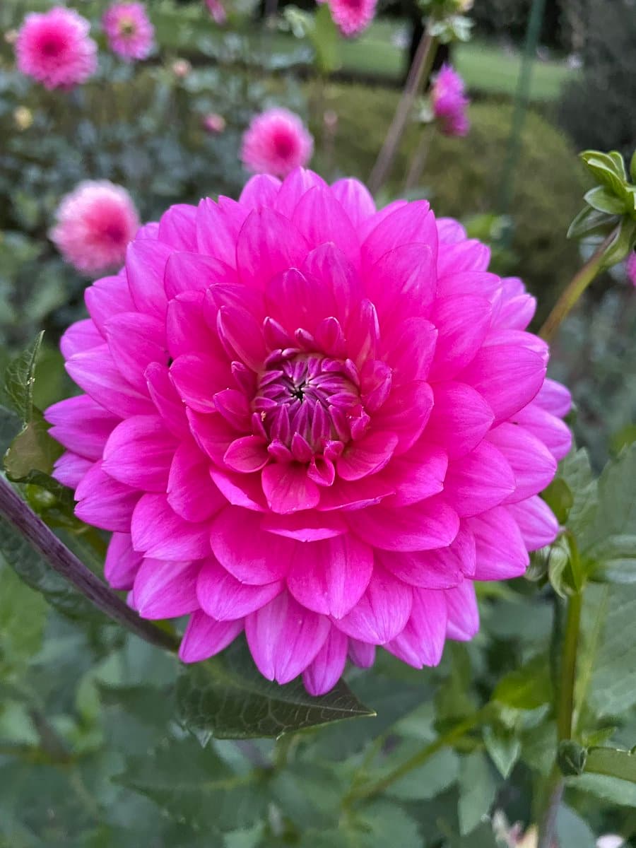 A close-up photograph of a vibrant pink dahlia flower in full bloom, set against a softly blurred background of green foliage and other pink flowers.
