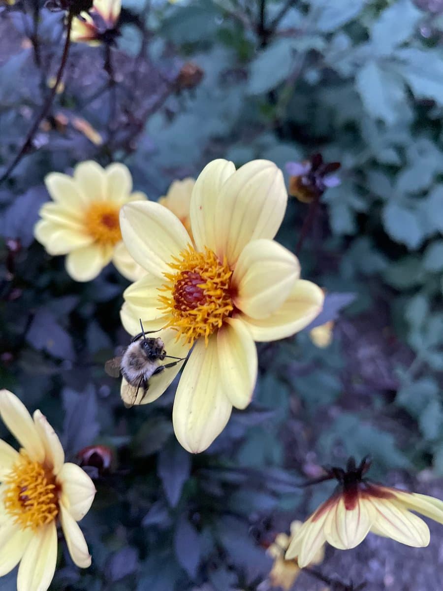 A close-up photograph of a bumblebee resting on a pale yellow flower with a dark center, surrounded by green foliage and other similar blooms.