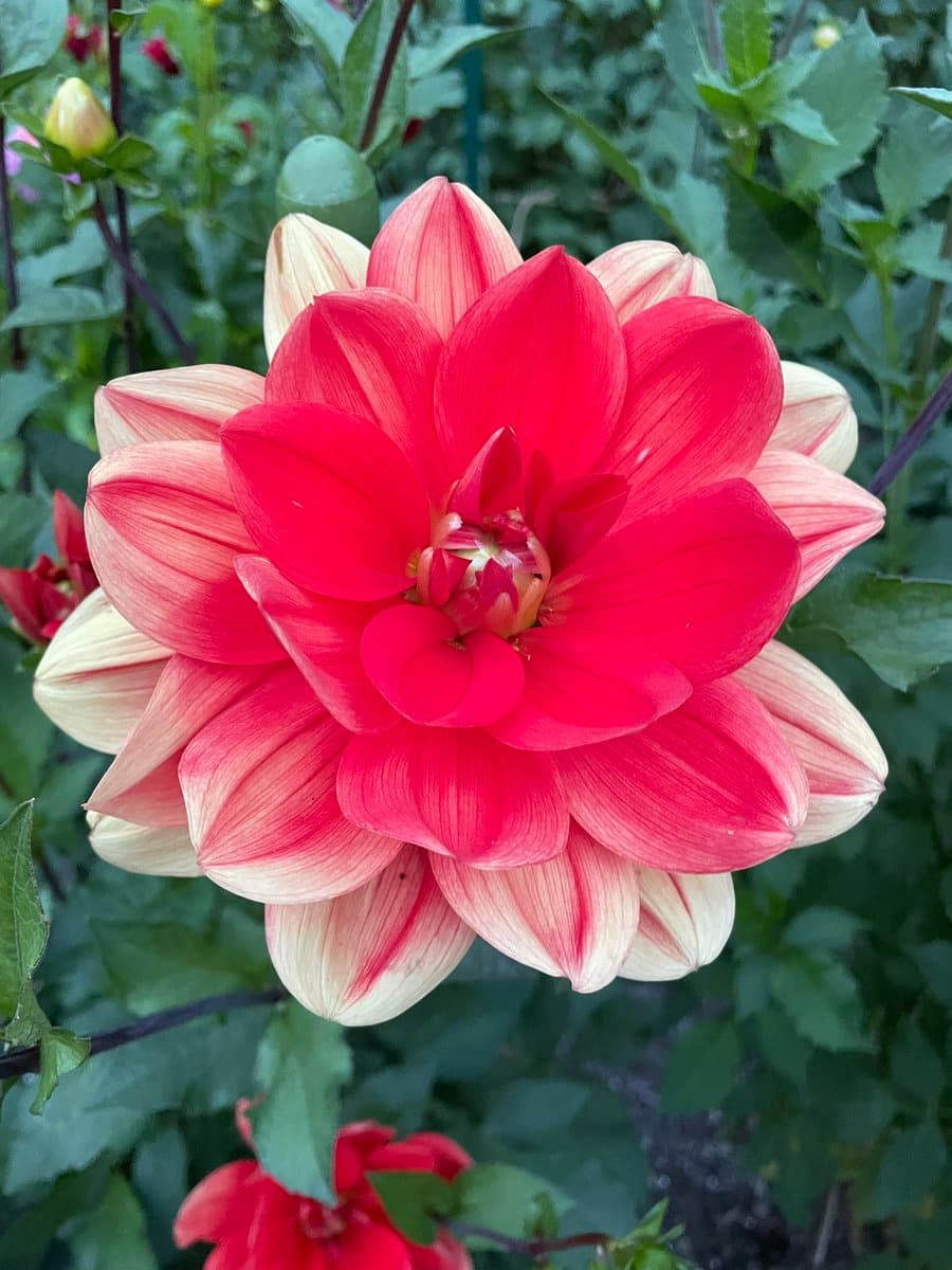 A close-up photograph of a large, blooming dahlia flower with red and cream-colored petals, set against a background of green foliage.