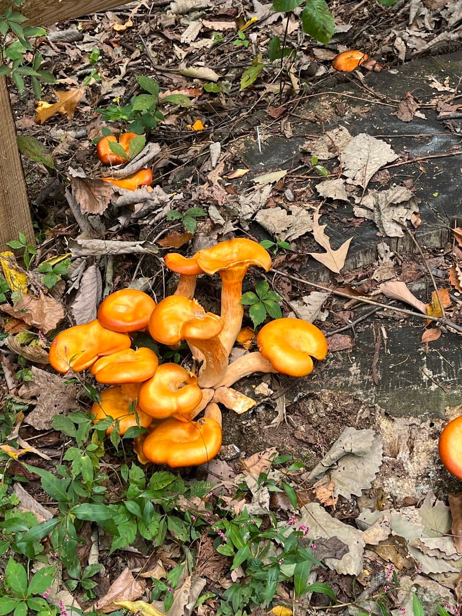 A cluster of bright orange mushrooms growing from a decaying tree stump in a forest, surrounded by fallen leaves and green undergrowth.