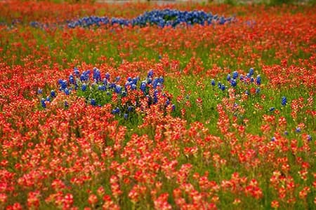 A vibrant field of wildflowers featuring a dense carpet of red-orange blooms interspersed with clusters of blue-purple flowers. The scene captures a natural, colorful landscape with a shallow depth of field that blurs the background.