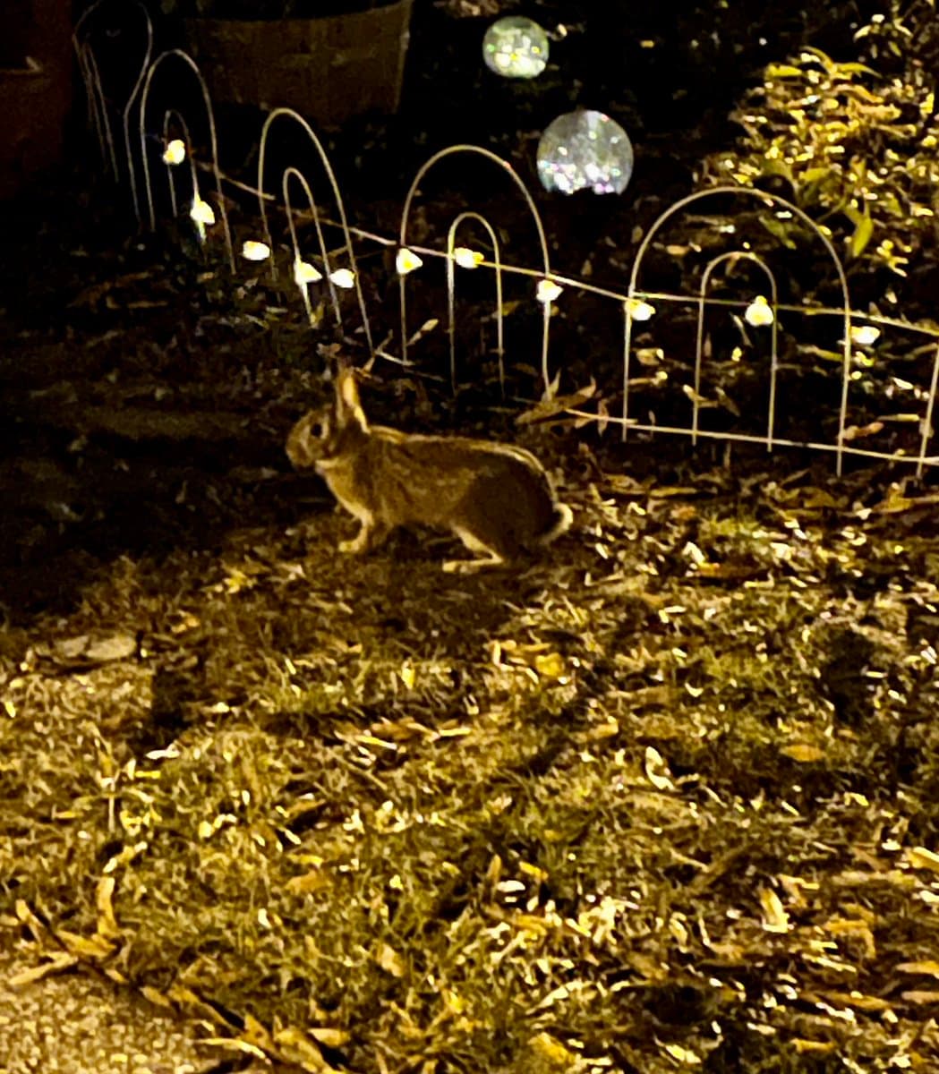 A nighttime photograph of a single brown rabbit standing on a patch of dry grass and dirt, with a decorative metal garden fence and string lights in the background.