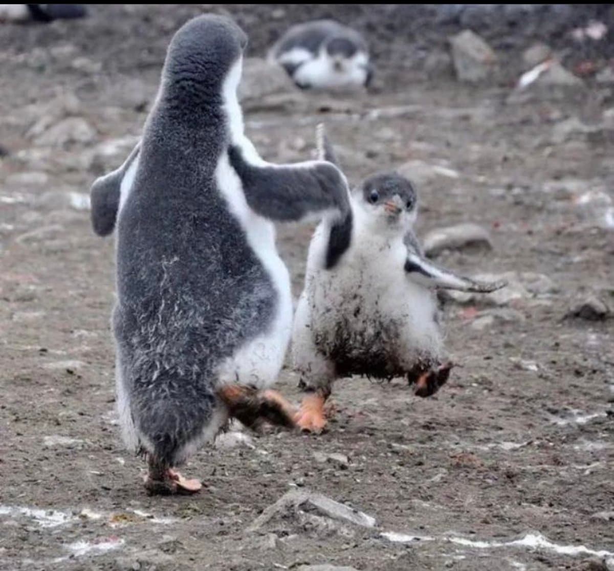 A photograph of two penguin chicks on a rocky, dirt-covered ground, with one appearing to slap the other in a playful or aggressive interaction.