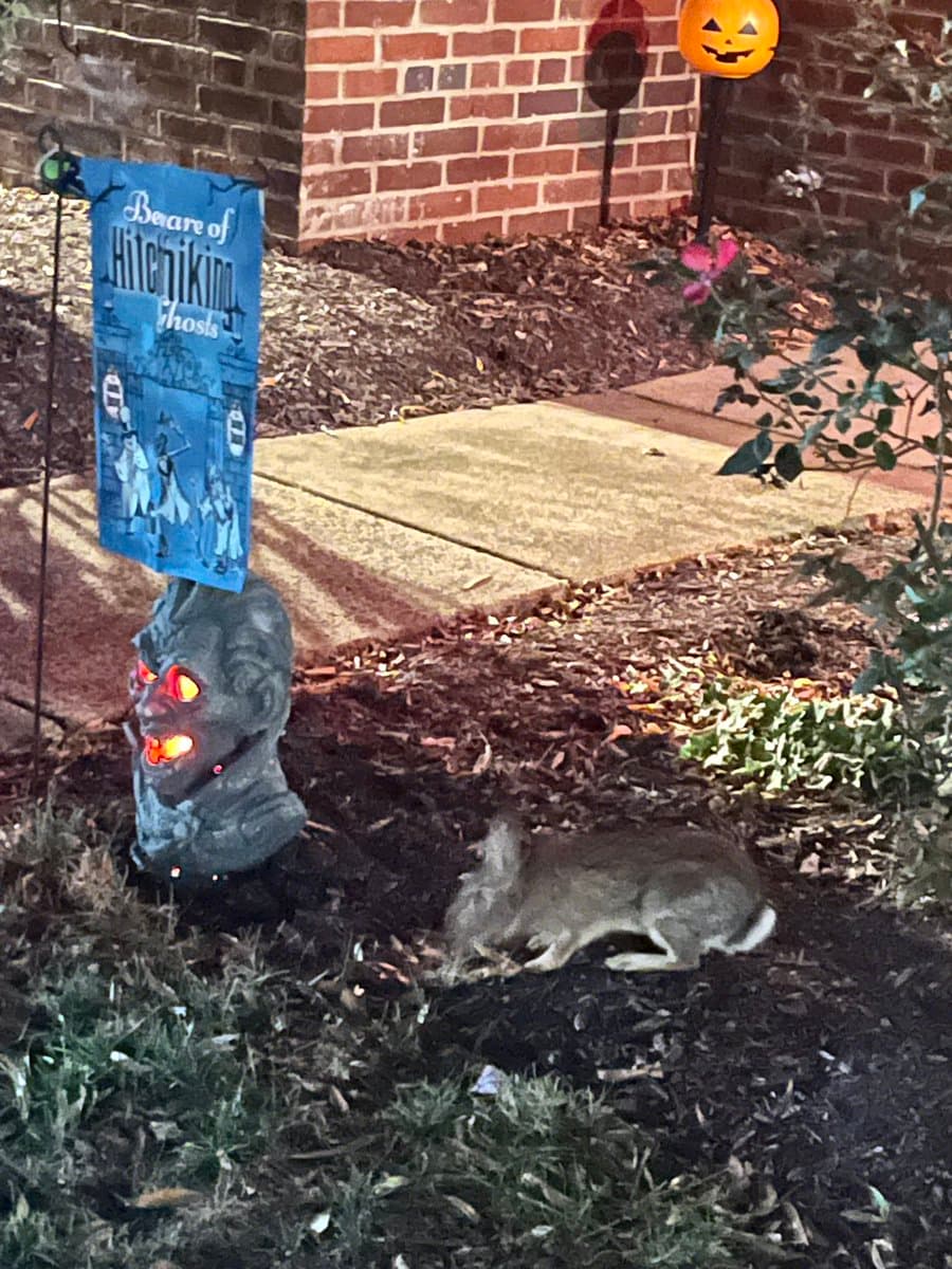 A small rabbit sits in a garden bed next to a Halloween decoration featuring a glowing gargoyle head and a blue sign. In the background, a brick wall and a jack-o'-lantern decoration are visible.