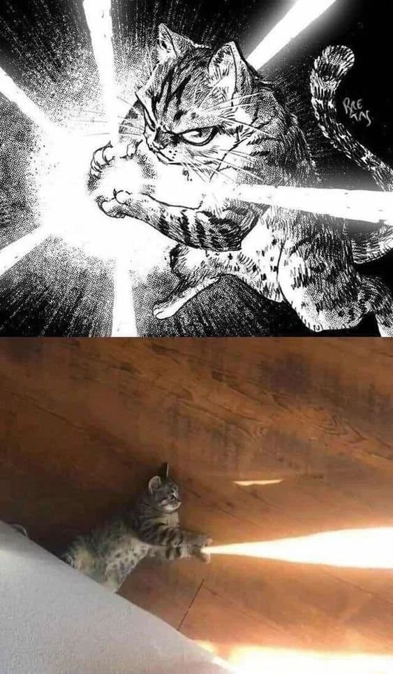 A two-panel meme comparing a dramatic black-and-white manga illustration of a cat in a fighting pose with a real-life photo of a tabby cat in a similar position on a wooden floor.