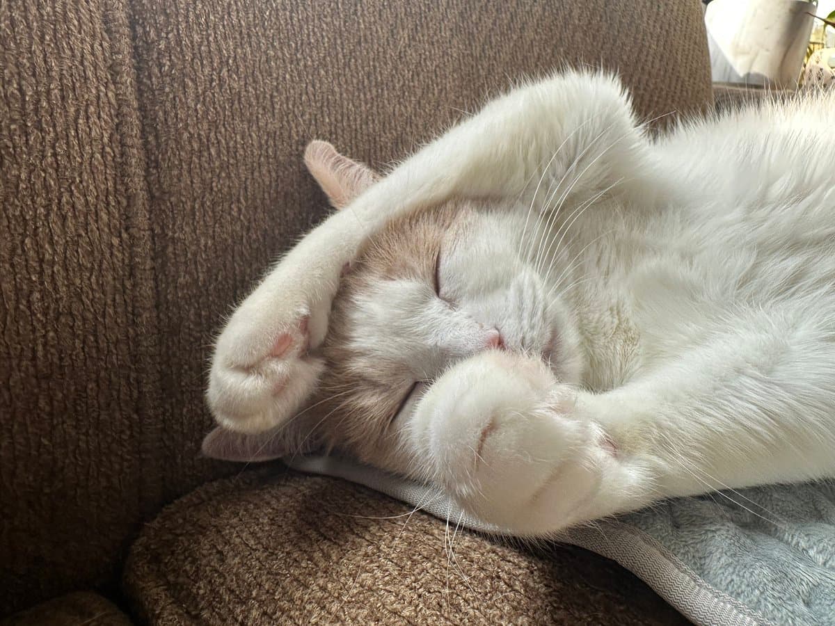 A white and light-brown cat is sleeping on its back on a brown couch, with its paws covering its eyes in a relaxed pose.