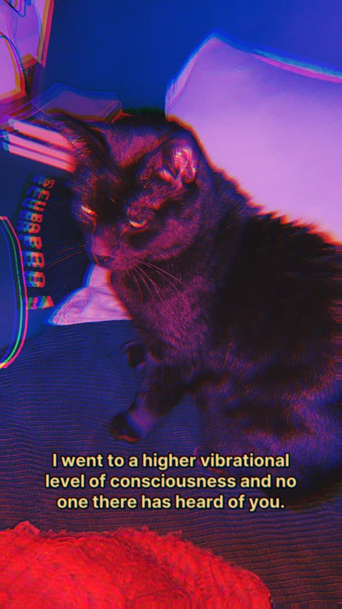 A black cat sits on a bed under vibrant purple and blue lighting, looking to the side with a serious expression. The image has a heavy chromatic aberration effect, giving it a surreal, 'Matrix'-like aesthetic. A caption is overlaid at the bottom of the image.