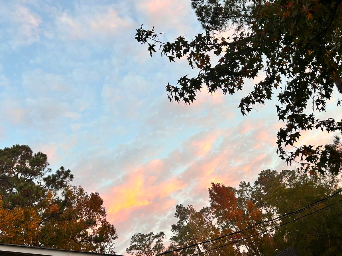 A photograph of a sky with soft, pink and orange clouds at dusk, framed by the silhouettes of tree branches and leaves in the foreground and surrounding trees.