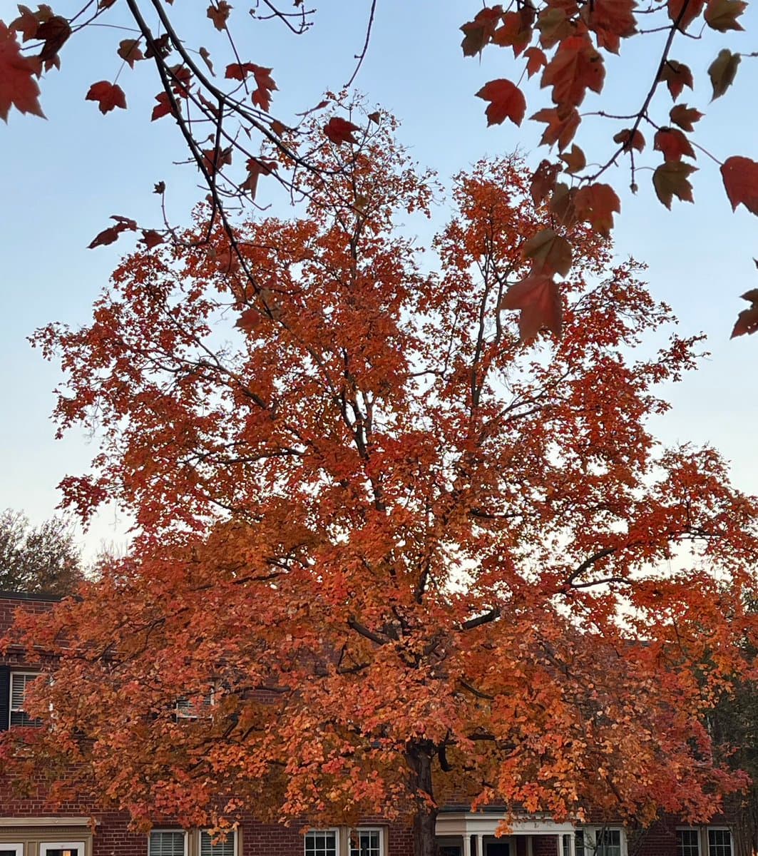 A large tree with vibrant orange and red autumn leaves stands in front of a brick building under a clear blue sky. Overhanging branches with similar fall foliage frame the top of the image.