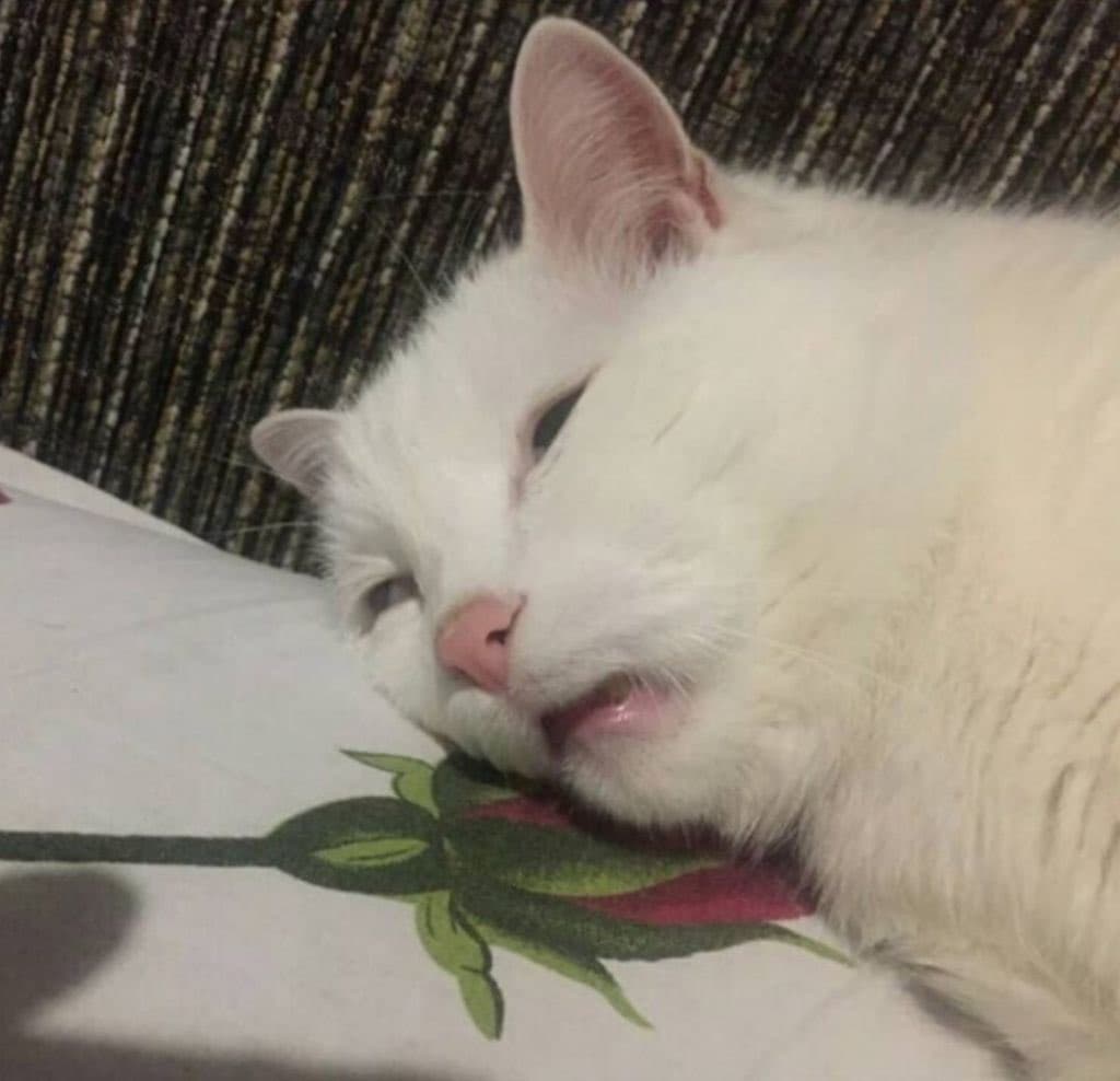 A close-up photo of a white cat lying on its side with its eyes half-closed and mouth slightly open, appearing to be in a state of deep sleep or exhaustion. The cat is resting its head on a white pillow that features a printed design of a red rose with green leaves and stem.