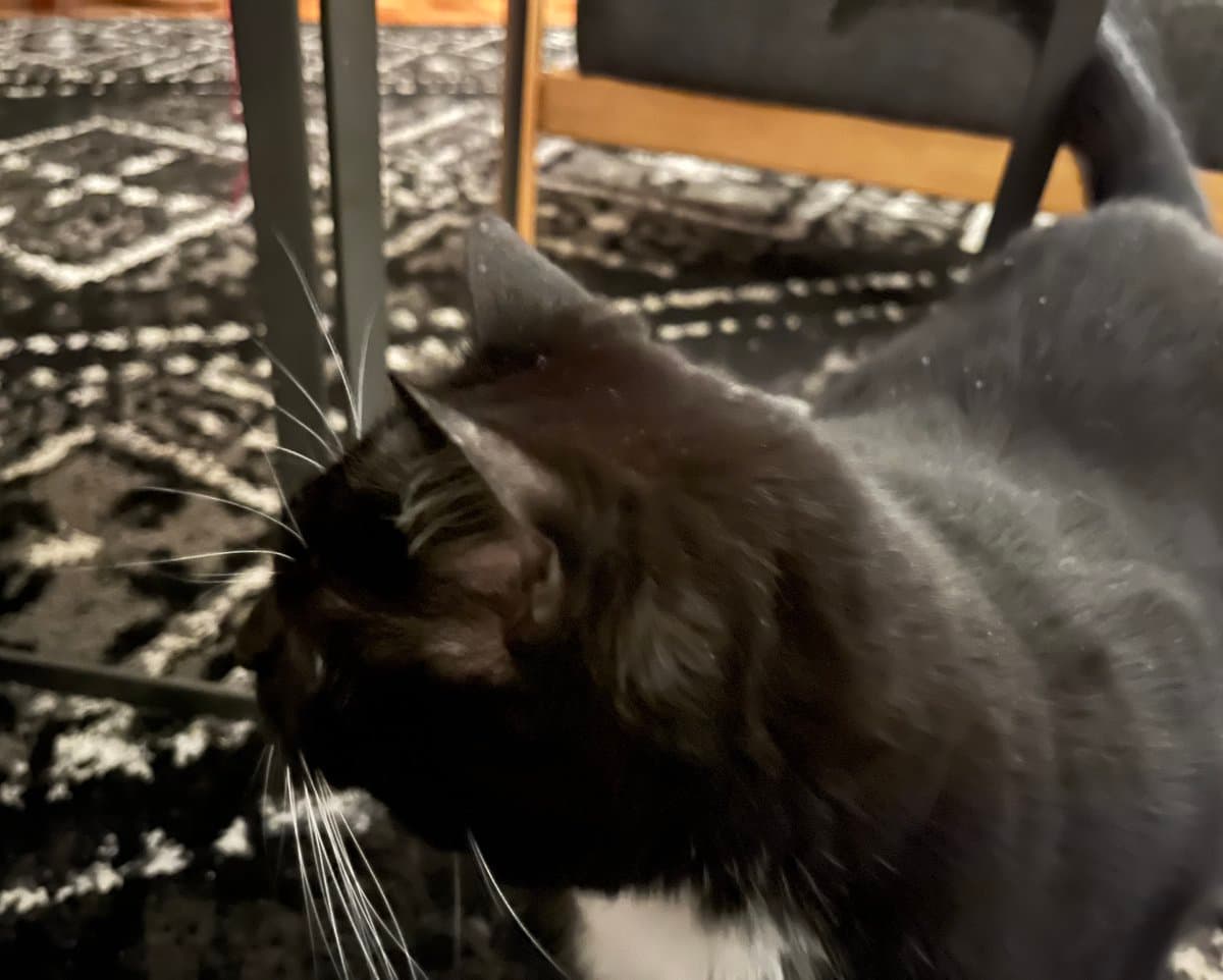 A black and white cat is shown from the side, looking down towards the floor. The cat is standing on a patterned rug in a room with a wooden chair visible in the background.