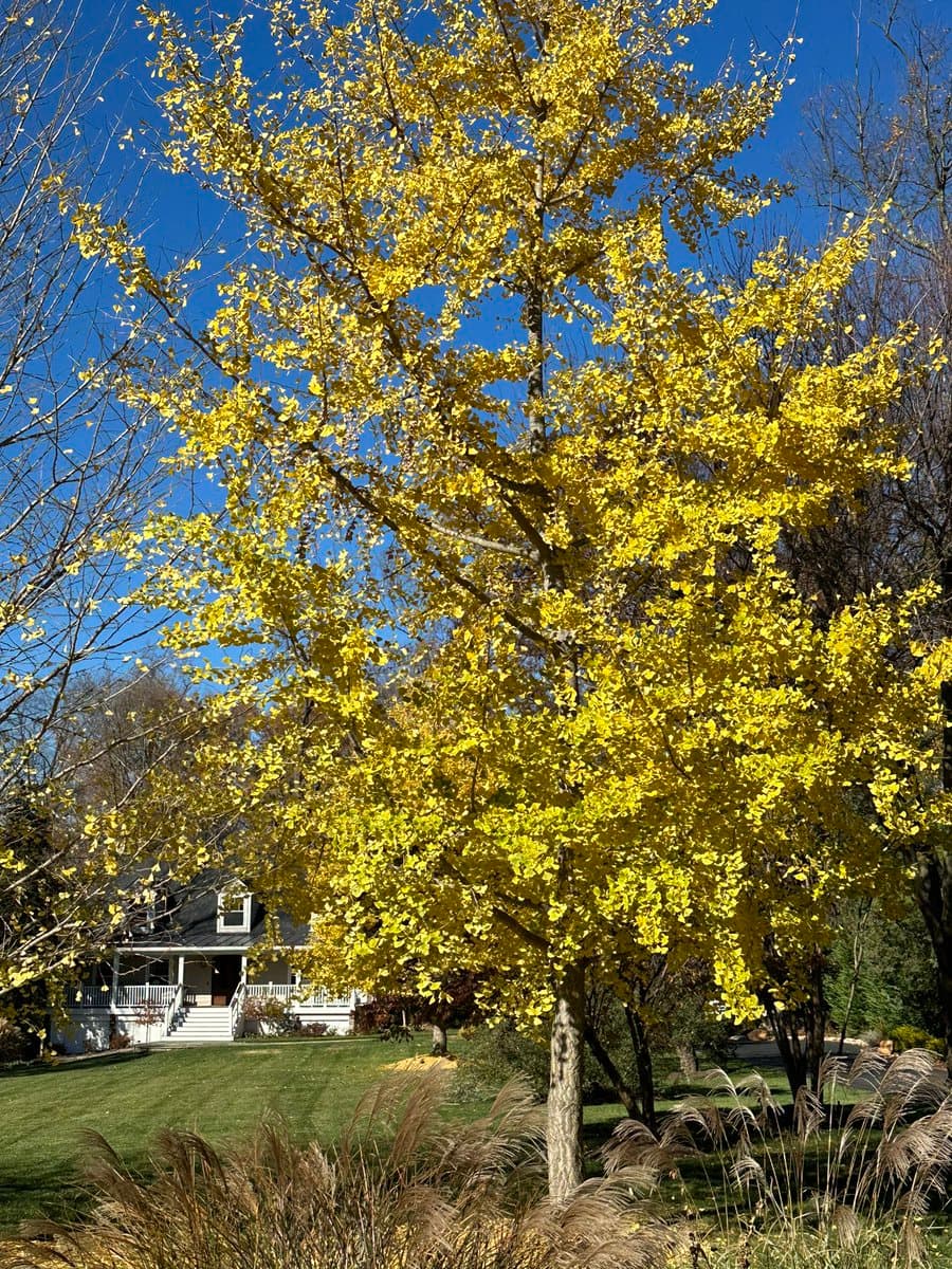 A photograph of a ginkgo tree with vibrant yellow leaves standing in a grassy yard against a clear blue sky, with a house visible in the background.