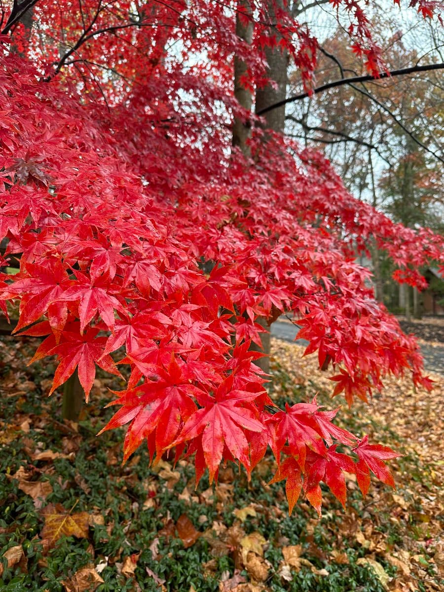 A close-up photograph of a Japanese maple tree with vibrant red autumn leaves, set against a background of a forest floor covered in fallen leaves.