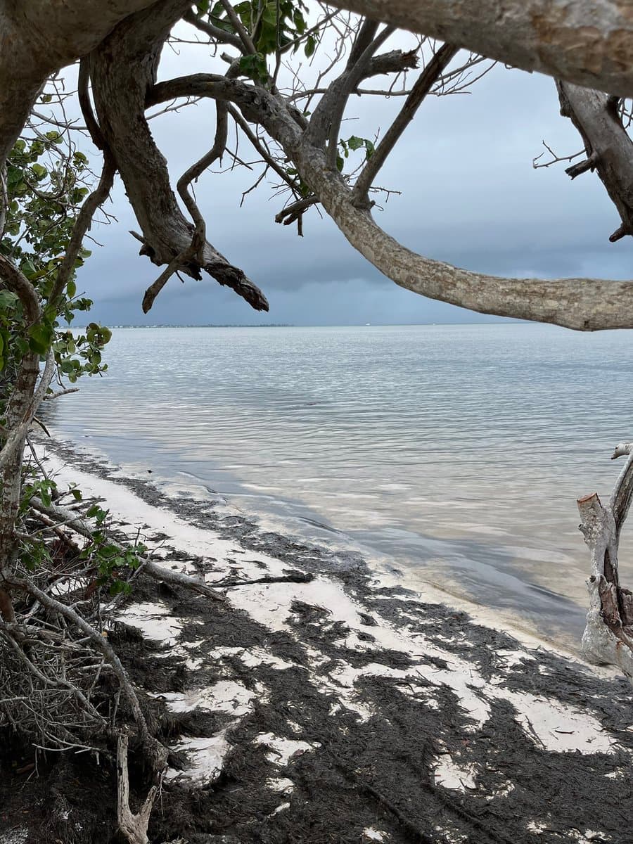 A coastal scene viewed through the branches of a tree, showing a sandy and muddy shoreline meeting calm, gray water under an overcast sky. The foreground features exposed tree roots and dark soil mixed with white sand.