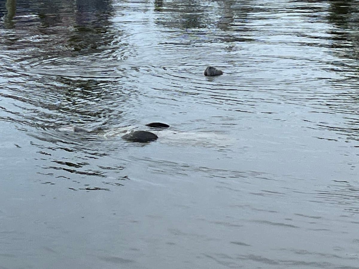 A photograph of a calm body of water with several manatees partially submerged, their dark backs and heads breaking the surface. The water is rippled, and reflections of trees or structures are visible in the background.