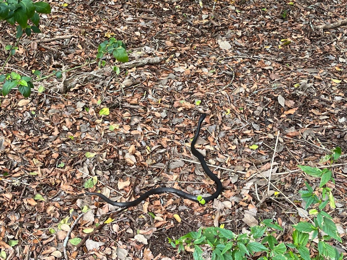 A black snake slithers across a forest floor covered in dry, brown leaves and twigs, with green foliage visible at the edges of the frame.