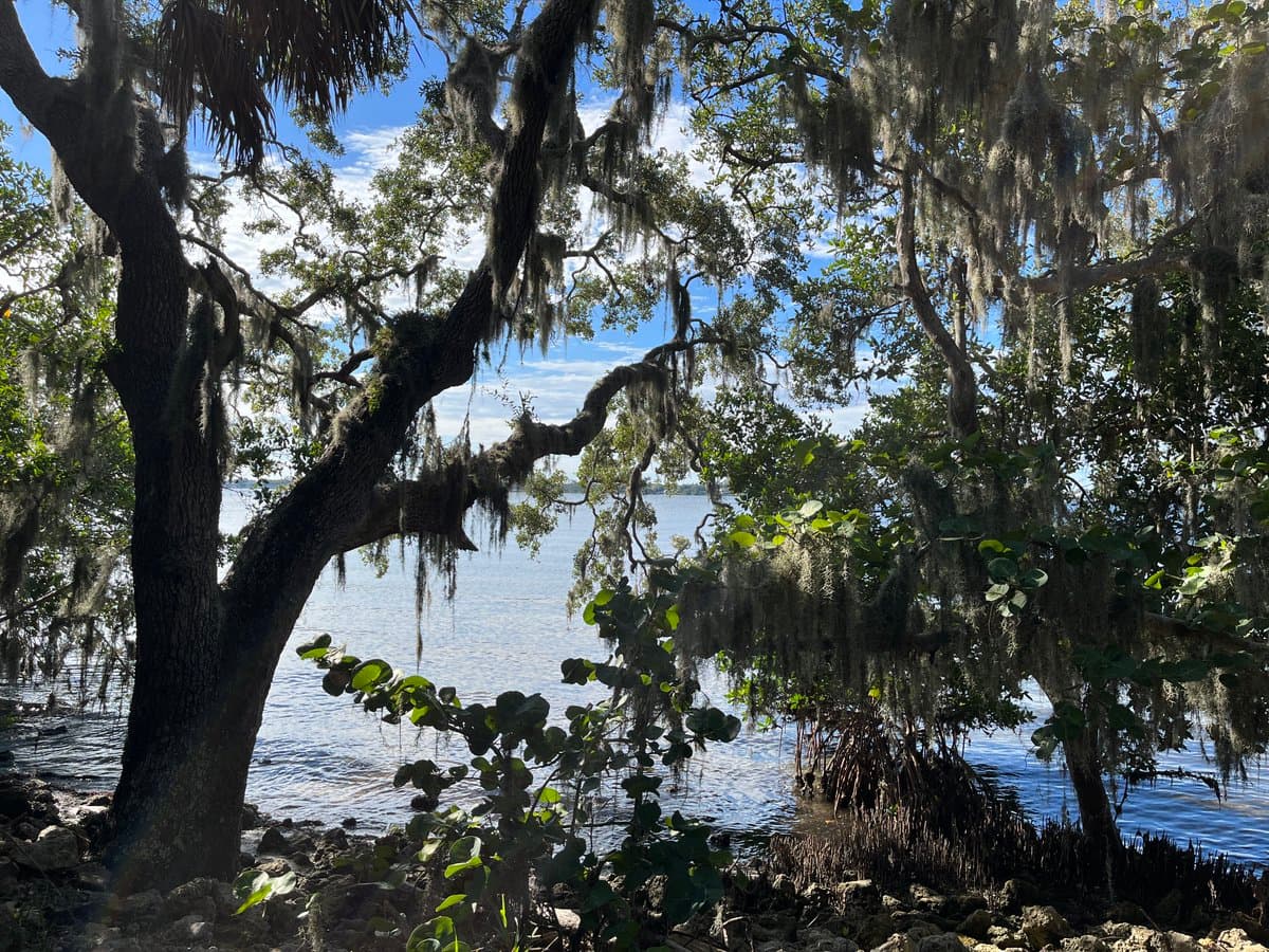 A scenic outdoor photograph showing a body of water framed by trees draped in Spanish moss, with a rocky shoreline in the foreground and a blue sky with scattered clouds above.