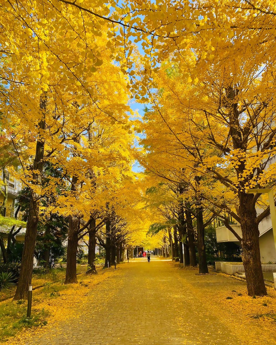 A scenic photograph of a paved pathway lined with tall ginkgo trees whose leaves have turned a vibrant golden yellow, creating a canopy over the walkway. The ground is covered in fallen leaves, and a few people can be seen walking in the distance under a clear blue sky.