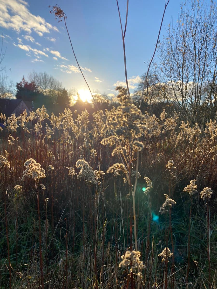 A photograph of tall, dried grasses and reeds in a field, backlit by a bright, low sun that creates a lens flare. The background features a blue sky with scattered clouds and a line of bare trees and a house on the left.