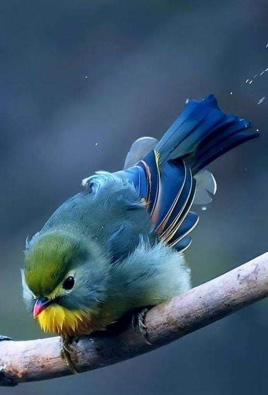A close-up wildlife photograph of a small, colorful bird perched on a branch, featuring a green head, yellow throat, and blue tail feathers.