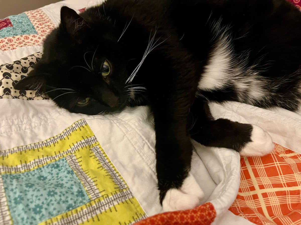 A black and white cat is lying on a colorful patchwork quilt, looking directly at the camera with its head resting on the fabric. The cat has white paws and a white chest, contrasting with its predominantly black fur.