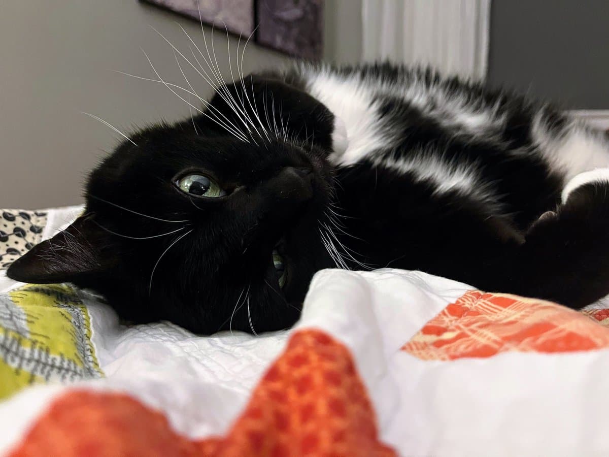 A black and white cat lies on its side on a colorful quilted bedspread, looking toward the camera with its head tilted. The cat has long white whiskers and green eyes, with its body stretched out behind it.