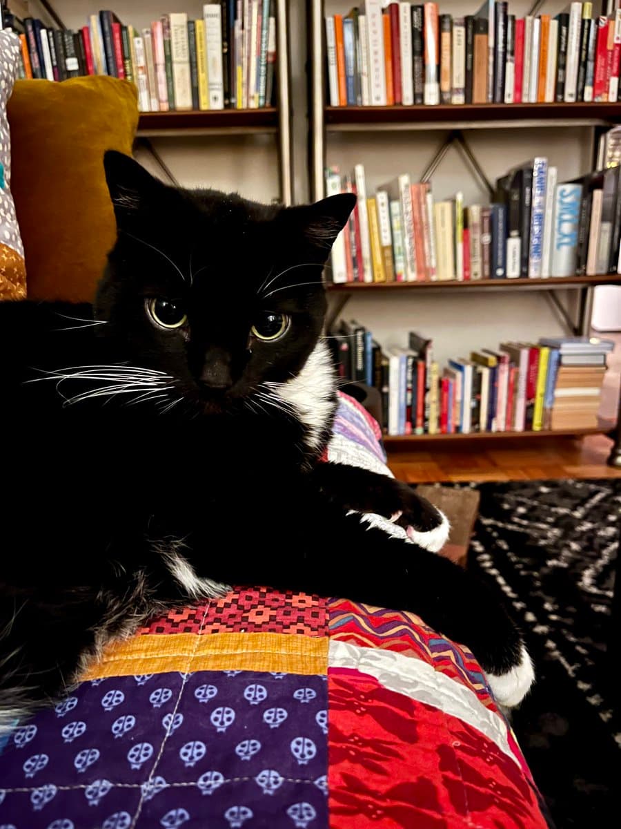 A black and white cat with yellow eyes is lying on a colorful patchwork quilt in front of a bookshelf filled with books.