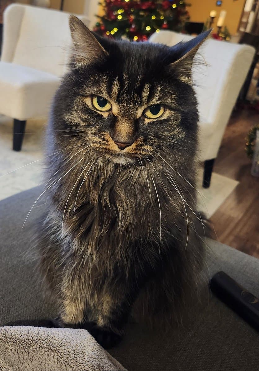A close-up photograph of a long-haired, grey and black tabby cat sitting on a grey couch with a stern expression. The background is softly blurred, showing white armchairs and a decorated Christmas tree with lights.