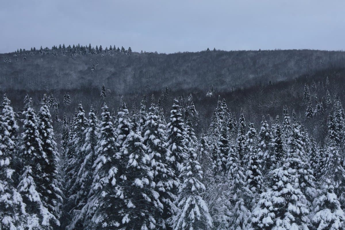 A landscape photograph showing a dense forest of evergreen trees heavily laden with snow, set against a backdrop of a snow-covered hillside and a pale, overcast sky. The scene has a cool, blue-toned color palette, conveying a cold winter atmosphere. There is no visible text in the image.