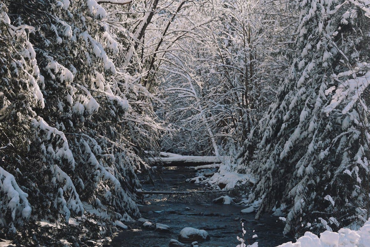 A serene winter landscape featuring a small stream flowing through a dense forest of snow-covered evergreen trees.