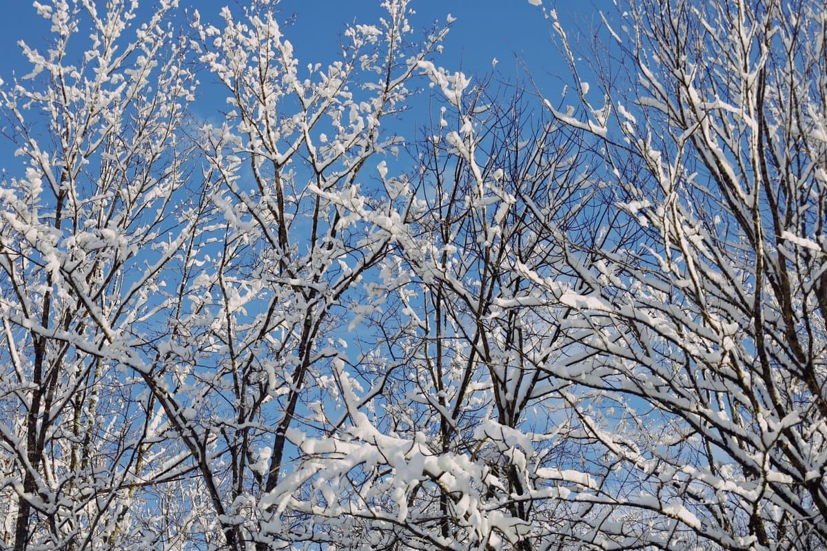 A low-angle photograph looking up through the branches of trees covered in fresh snow against a clear blue sky.
