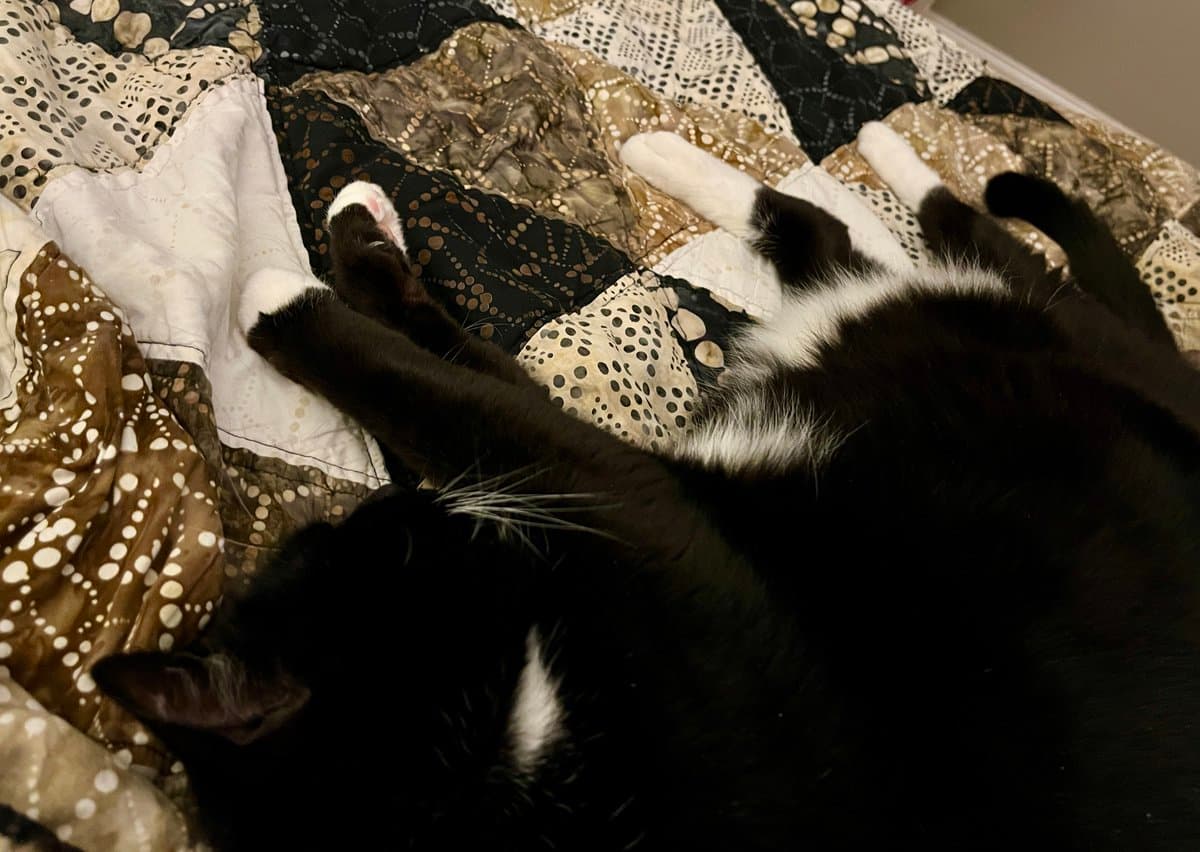 A black and white cat is lying on its back on a patterned quilt, with its paws stretched out and its head resting on the fabric.