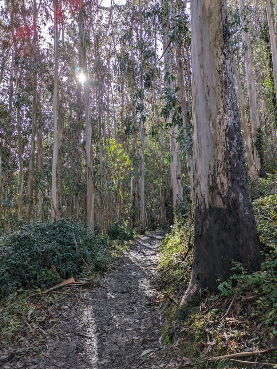 A dirt trail winds through a dense forest of tall, slender trees with peeling bark, with sunlight filtering through the canopy. The path is flanked by low green undergrowth and leaf litter, leading into the distance between the tree trunks.
