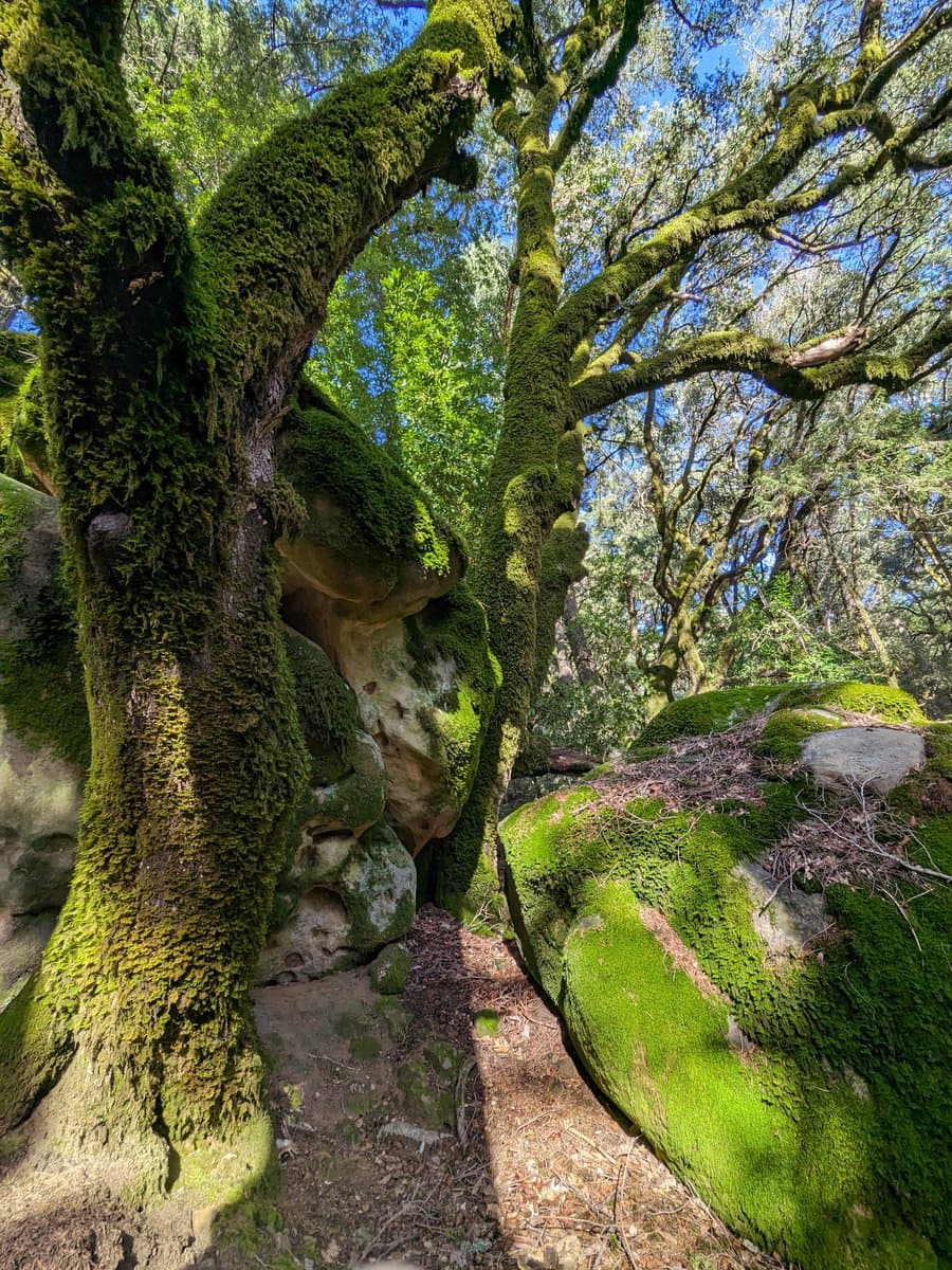 A low-angle outdoor photograph of a large tree and surrounding rocks covered in thick green moss, set within a forest with a blue sky visible through the branches.