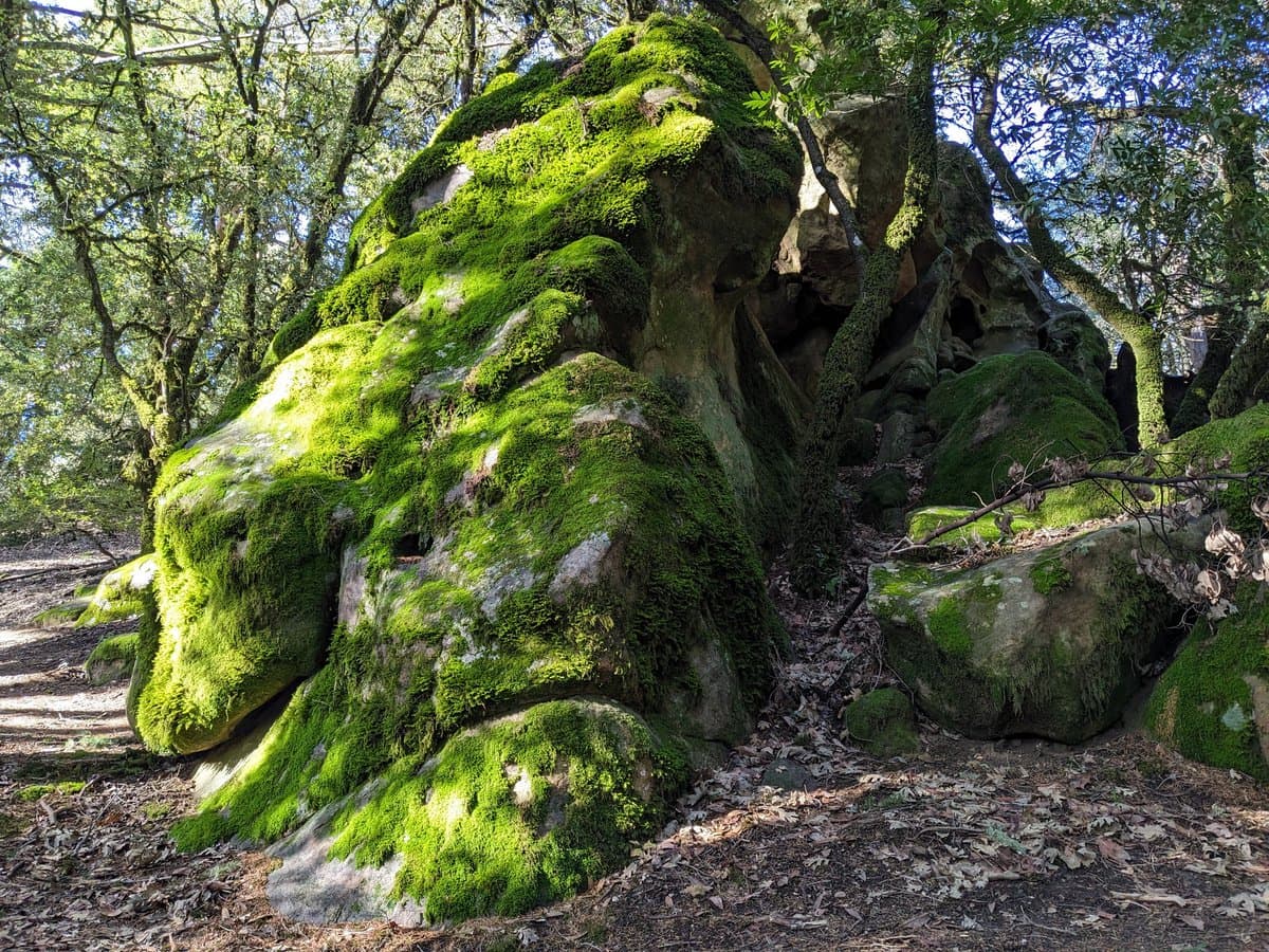 A large, moss-covered rock formation sits in a forest setting, surrounded by trees and a ground covered in dry leaves.