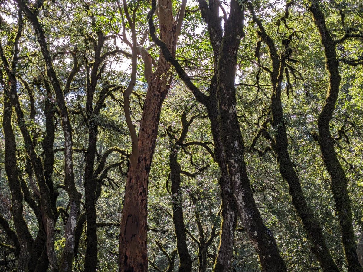 A low-angle view looking up through a dense forest of tall, moss-covered trees with a thick canopy of green leaves filtering the sunlight. The trunks are textured and dark, with one prominent, lighter-colored tree trunk in the center.