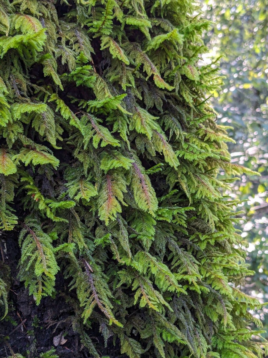 A close-up photograph of a tree trunk covered in thick, bright green moss with a blurred forest background.