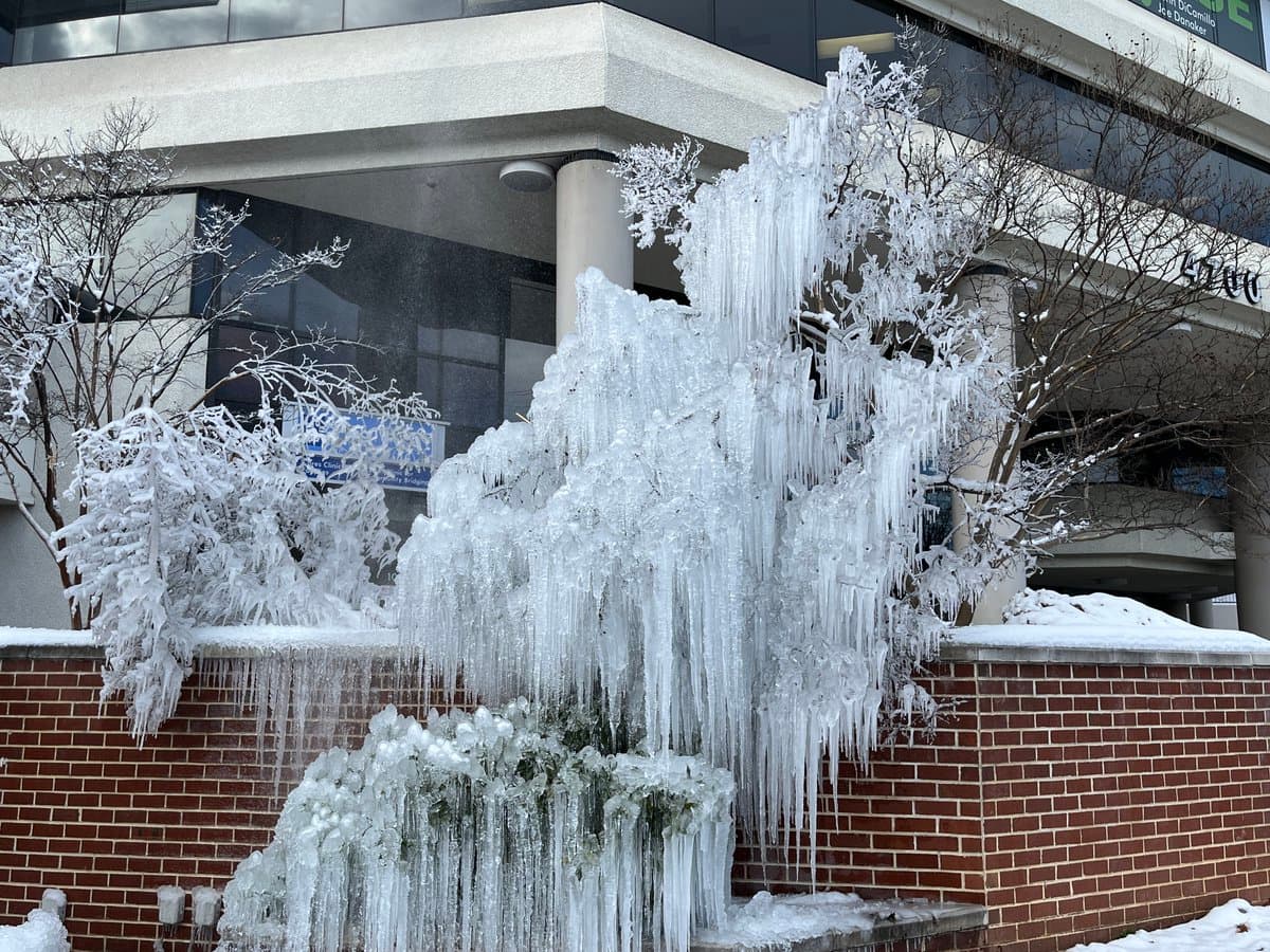 A photograph showing a large tree and surrounding shrubbery completely encased in thick ice and icicles, creating a frozen sculpture effect in front of a brick wall and a modern building.