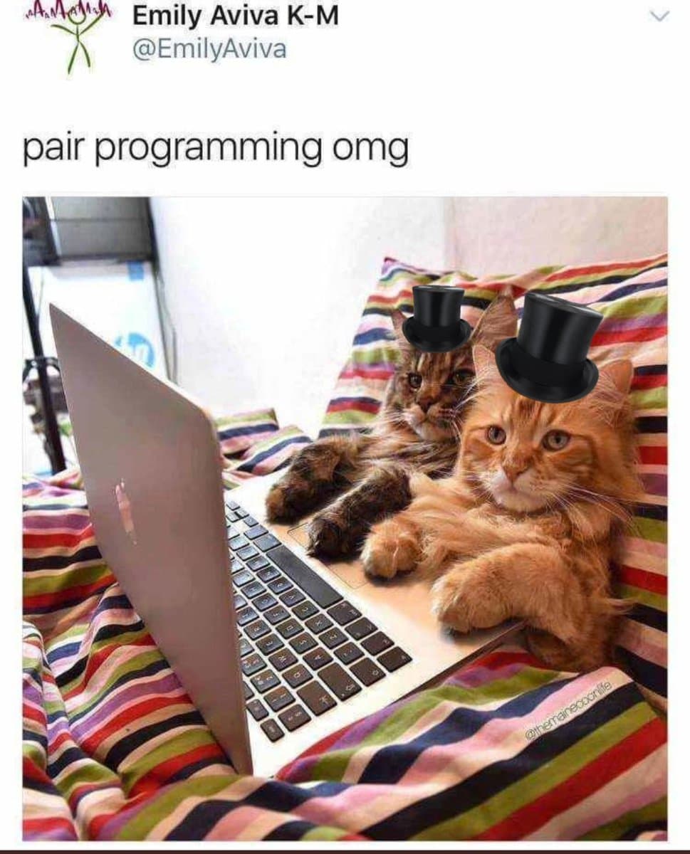 A screenshot of a tweet by user Emily Aviva K-M (@EmilyAviva) featuring a photo of two cats lying on a laptop. The cats have digital top hats superimposed on their heads, and the tweet caption reads "pair programming omg".