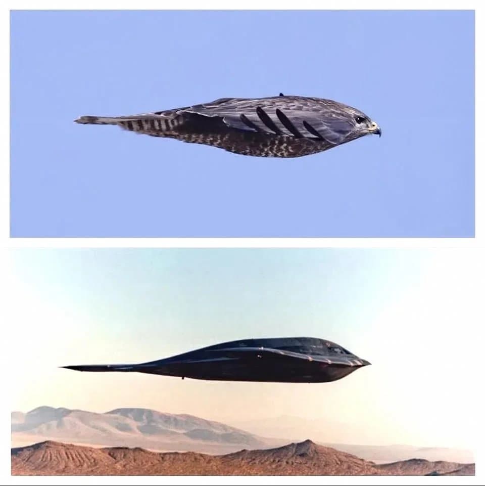 A two-panel image comparing a bird in flight with a sleek, black, bird-shaped aircraft, illustrating the concept of biomimicry in design.