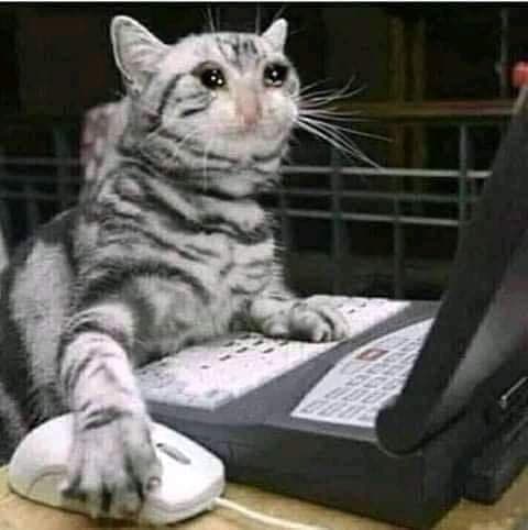 A tabby cat is sitting at a desk with its front paws on a computer keyboard and mouse, looking up at the screen with a wide-eyed expression. The image is a popular internet meme known as the "Keyboard Cat" or "Cat Typing" photo.