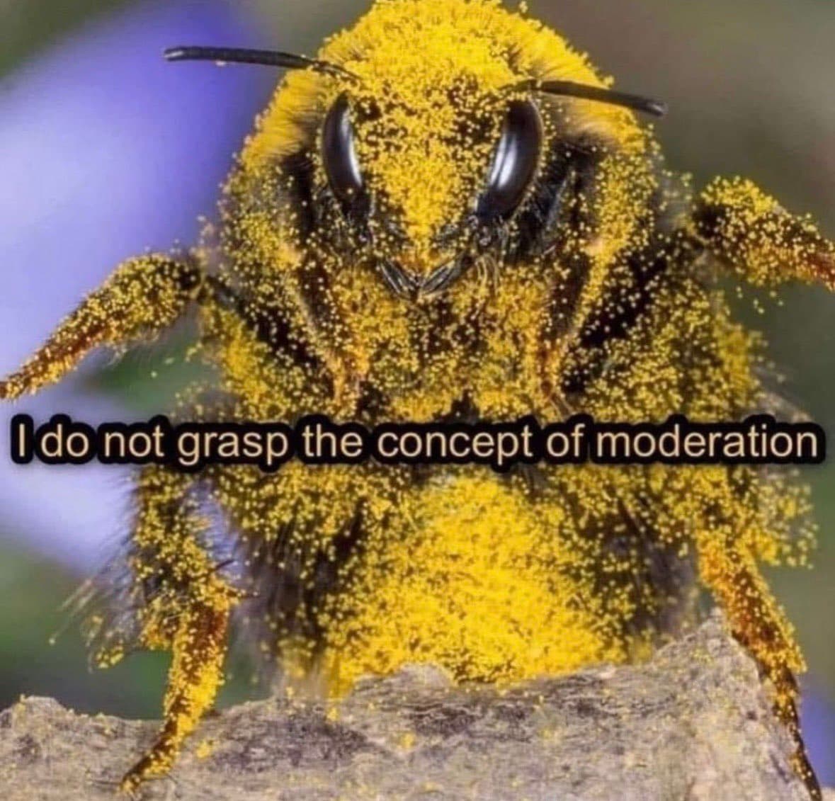A close-up photograph of a bee covered in yellow pollen, used as a meme. The image has text overlaid across the center. The bee is perched on a textured surface with a blurred purple and green background.