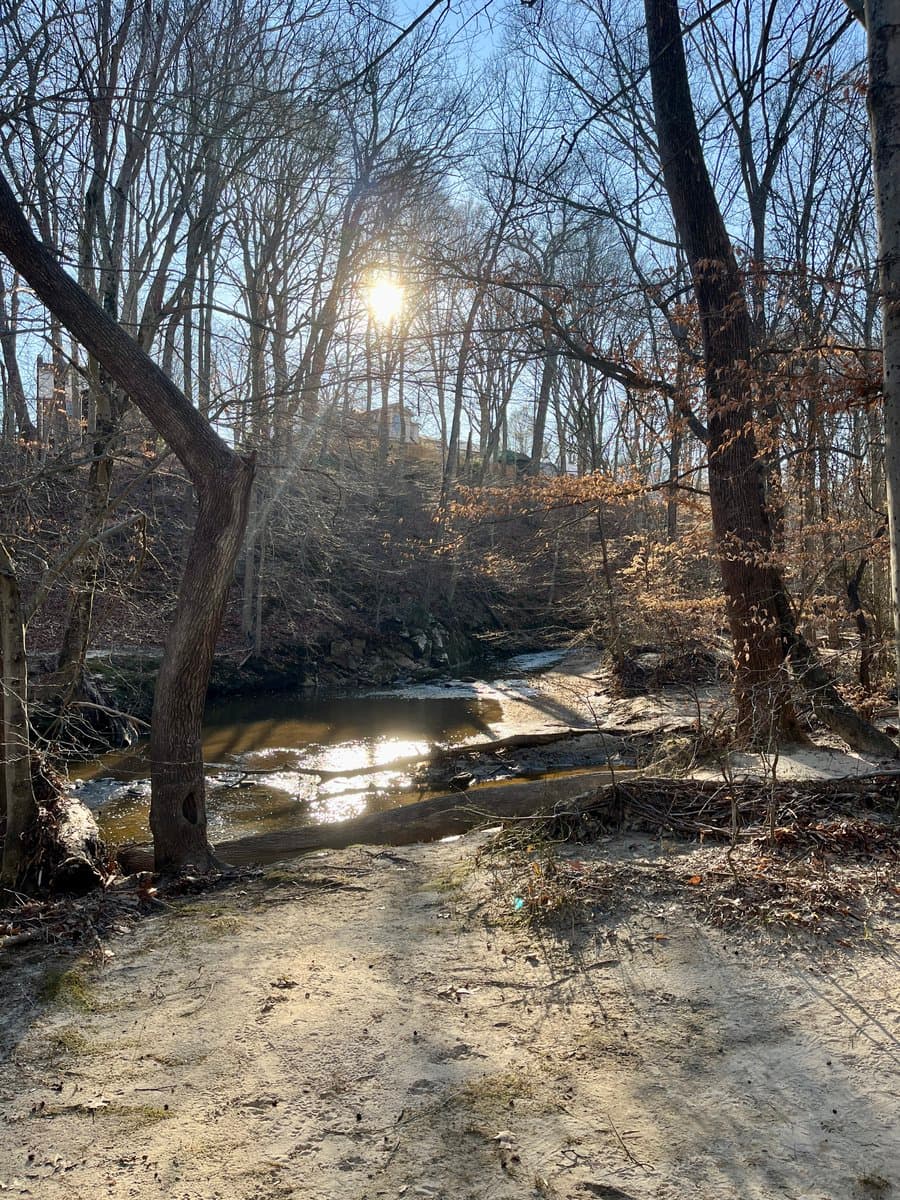 A landscape photograph showing a sunlit, wooded area with bare trees and a small stream or pond in the foreground. The sun shines brightly through the branches, casting long shadows on the dirt ground.