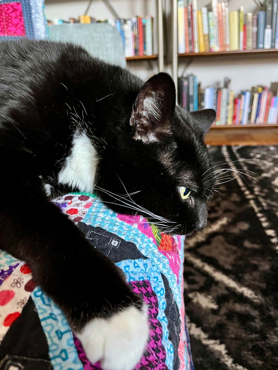 A black and white cat is lying on a colorful, patterned quilt, looking intently to the side. In the background, there is a bookshelf filled with books and a dark, patterned rug on the floor.