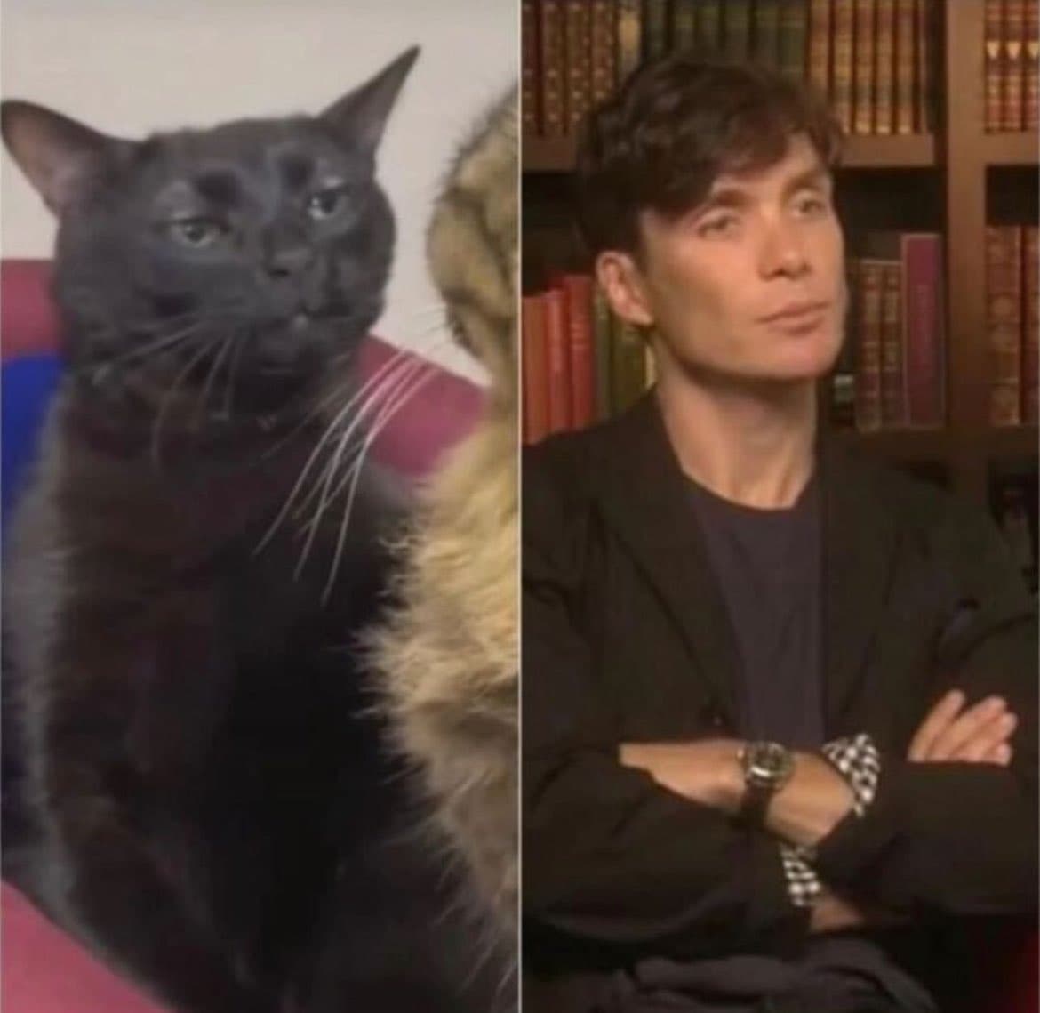 A side-by-side comparison meme featuring a black cat with a skeptical expression on the left and a man with crossed arms and a similar unimpressed look on the right.
