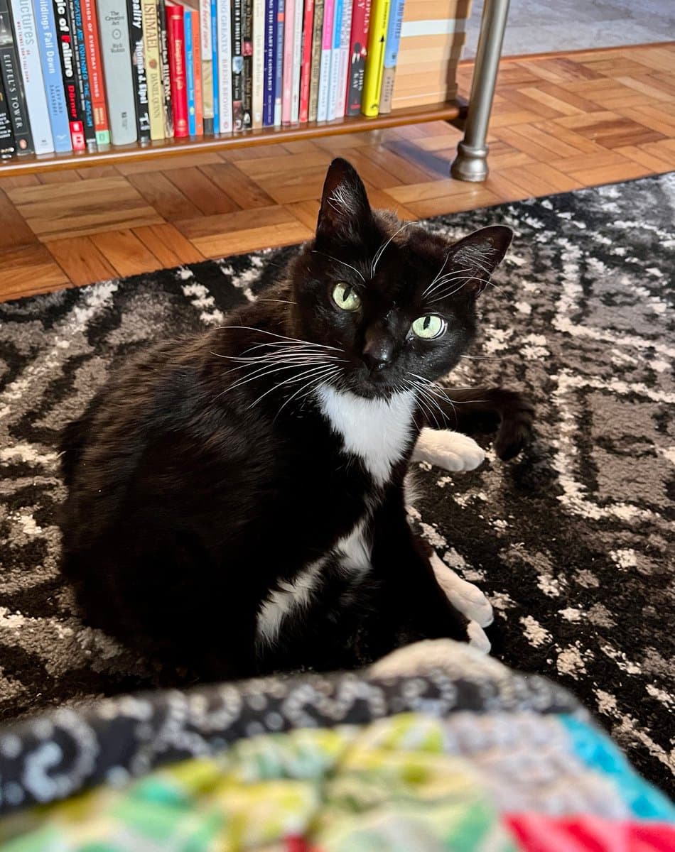 A black and white tuxedo cat with green eyes sits on a patterned rug in front of a bookshelf. The cat is looking directly at the camera with its white paws visible.