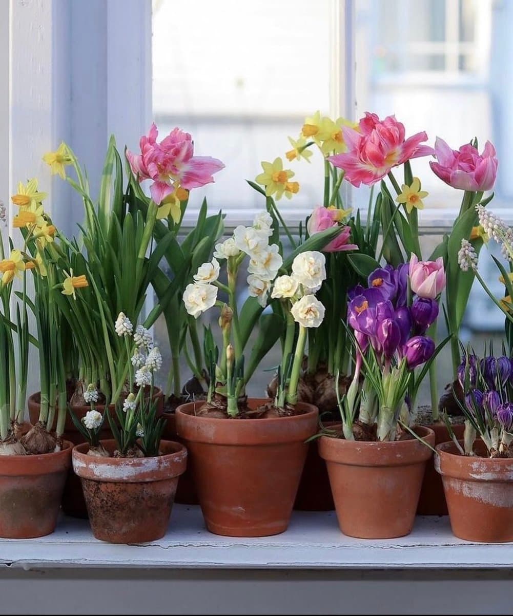 A collection of potted spring flowers, including tulips, daffodils, and crocuses, arranged on a white windowsill. The pots contain a variety of colors, such as pink, yellow, white, and purple, set against a bright, blurred background.