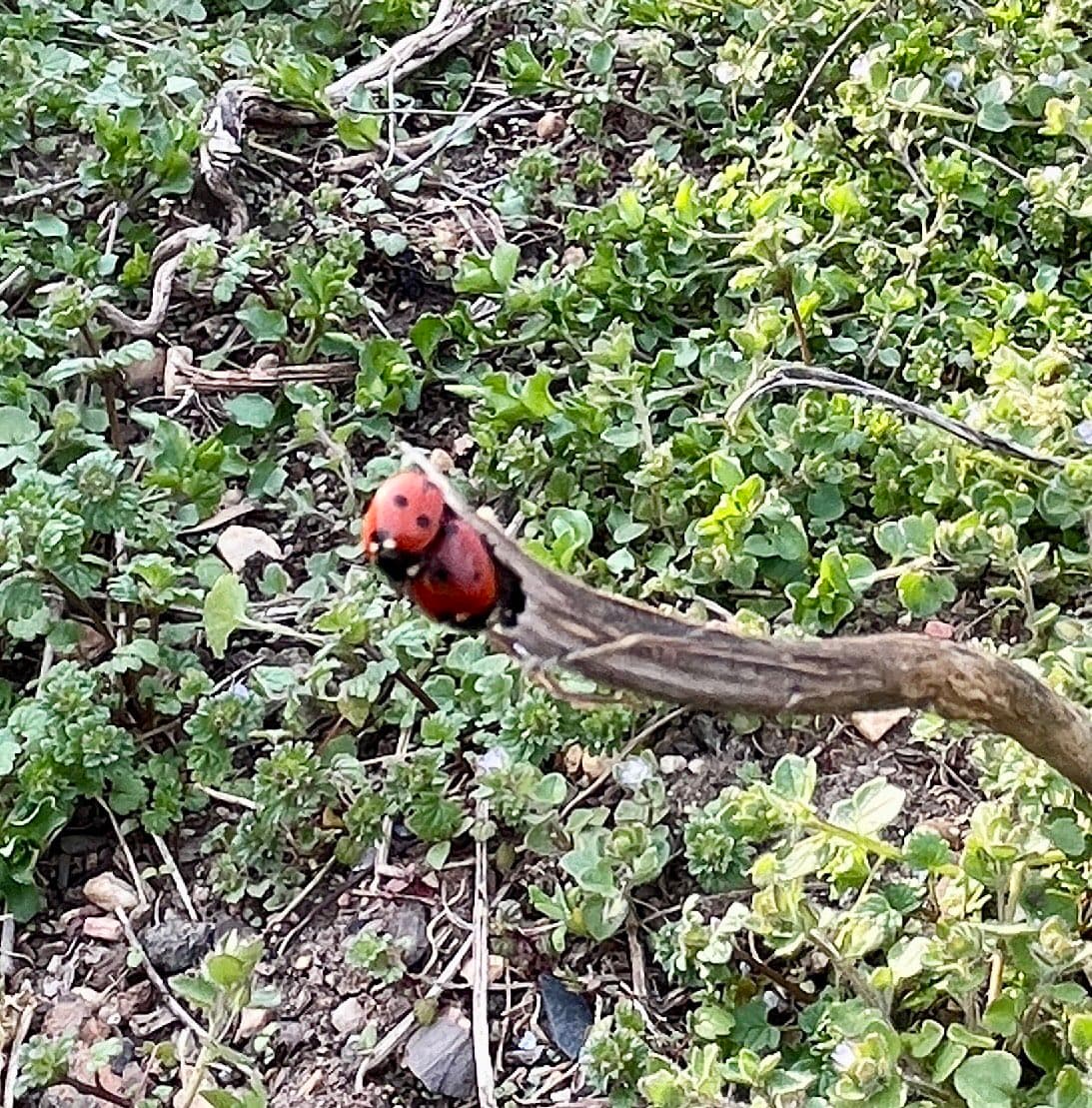 A close-up photograph of two red ladybugs with black spots resting on a thin, dry twig amidst green ground cover and small leaves.